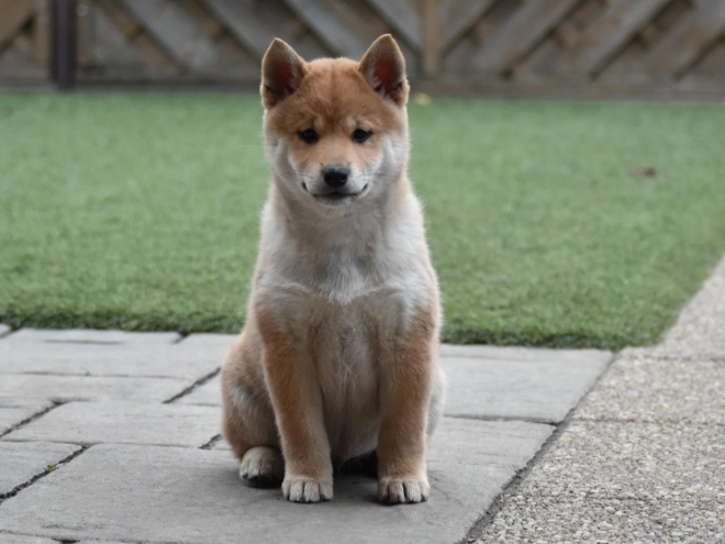 Shiba Inu puppy for sale