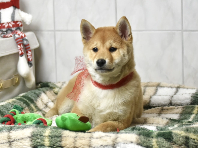 Shiba Inu puppy for sale