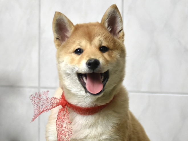 Shiba Inu puppy for sale