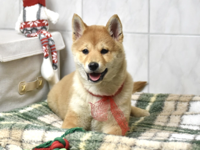 Shiba Inu puppy for sale