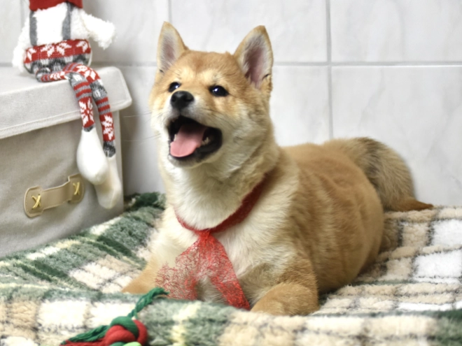 Shiba Inu puppy for sale