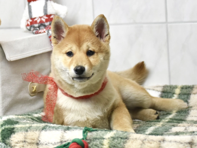 Shiba Inu puppy for sale