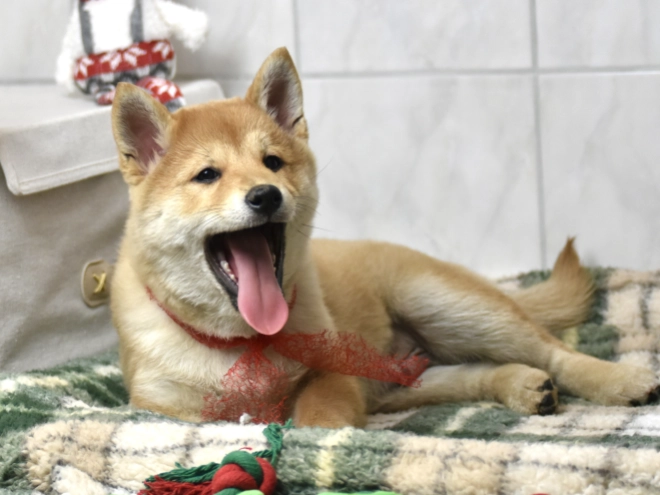 Shiba Inu puppy for sale