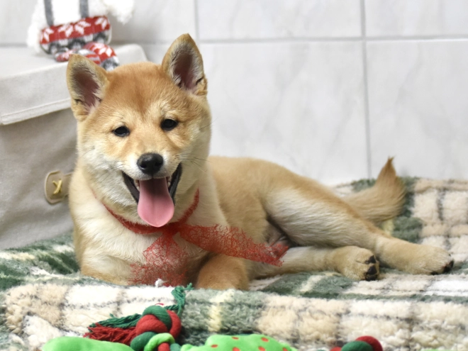 Shiba Inu puppy for sale