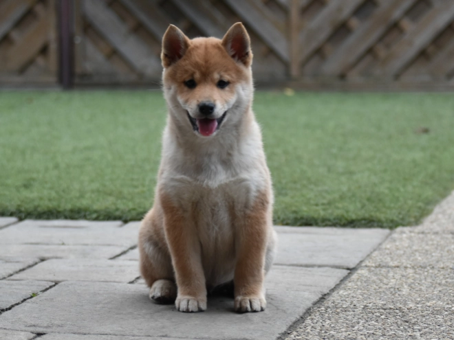 Shiba Inu puppy for sale