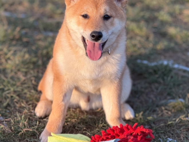 Shiba Inu puppy for sale