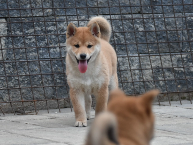 Shiba Inu puppy for sale