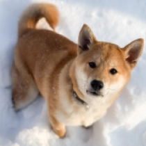 Benji, red Shiba Inu en venta
