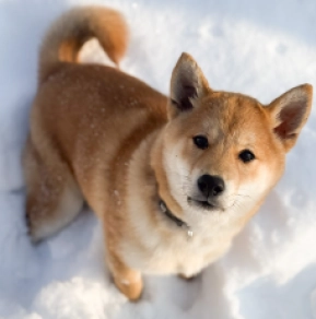 Shiba Inu puppy for sale