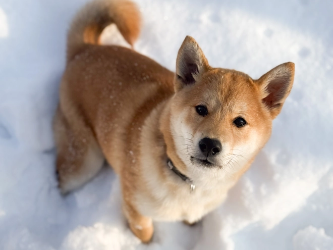 Shiba Inu puppy for sale
