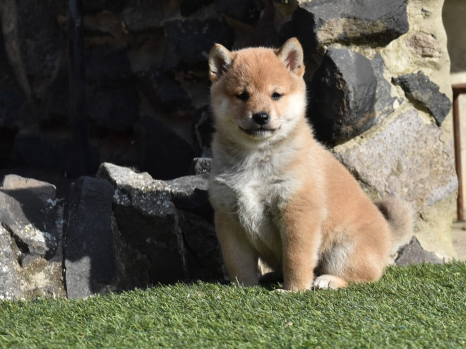 Shiba Inu puppy for sale