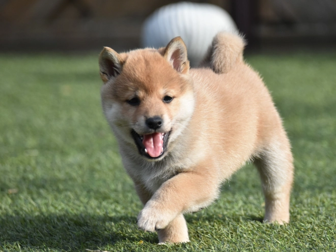 Shiba Inu puppy for sale