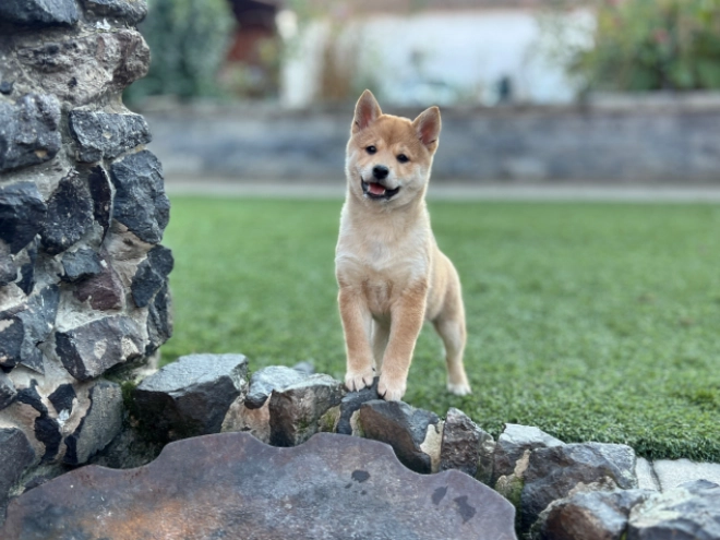 Shiba Inu puppy for sale