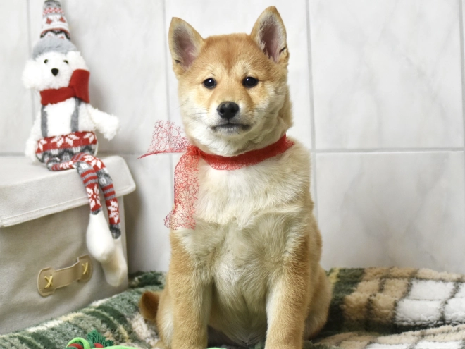 Shiba Inu puppy for sale