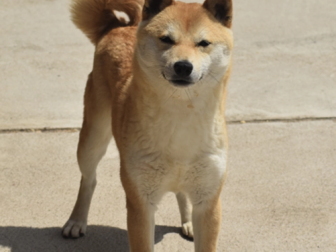Shiba Inu puppy for sale