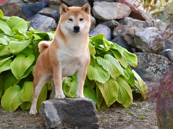 Shiba Inu puppy for sale