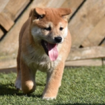 Fugu, red Shiba Inu for sale