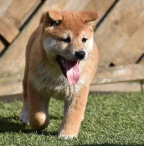 Shiba Inu puppy for sale