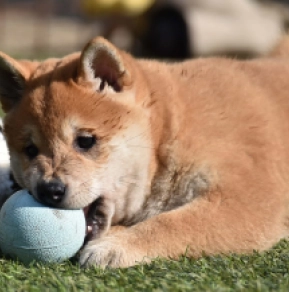 Perros Shiba Inu en venta