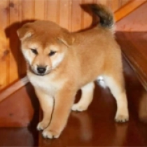 Midge, red Shiba Inu en venta