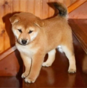 Shiba Inu puppy for sale
