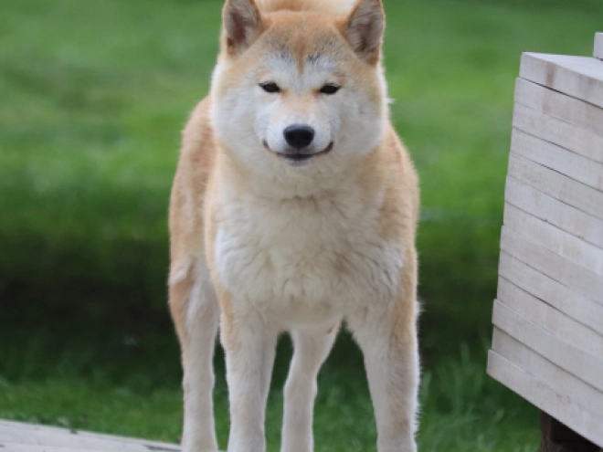 Shiba Inu puppy for sale