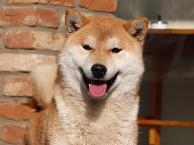 Shiba Inu puppy for sale