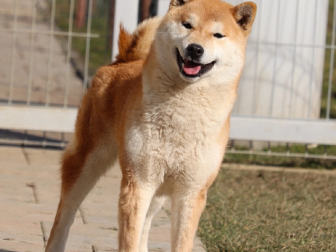 Shiba Inu puppy for sale