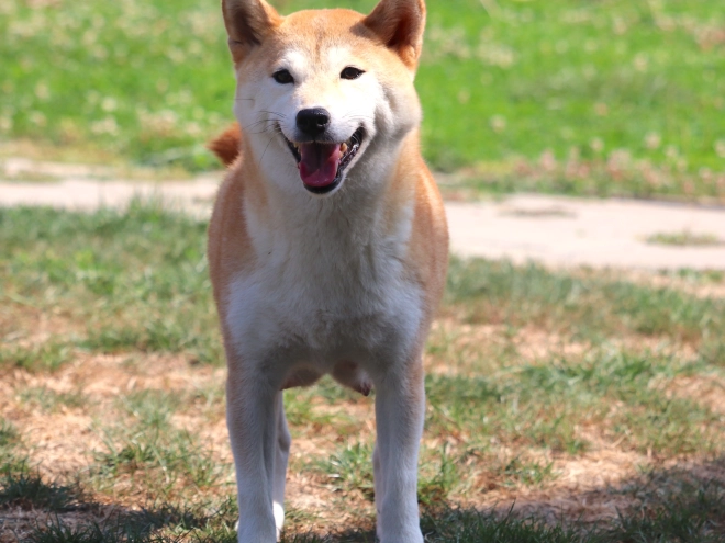 Shiba Inu Welpe kaufen