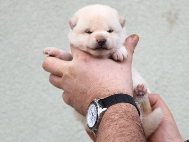 Perros Shiba Inu en venta