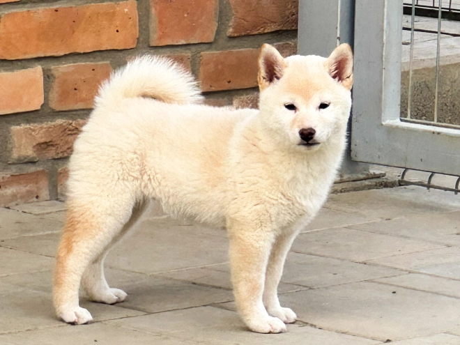 Perros Shiba Inu en venta