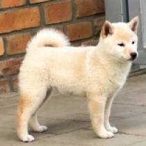 Shiba Inu Welpe zu verkaufen
