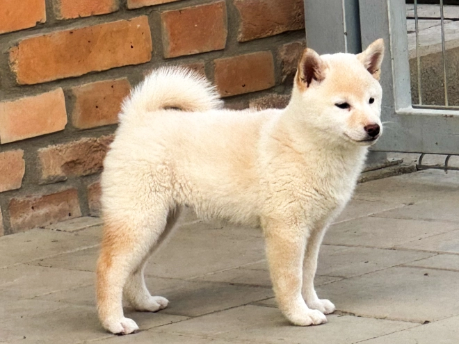 Perros Shiba Inu en venta