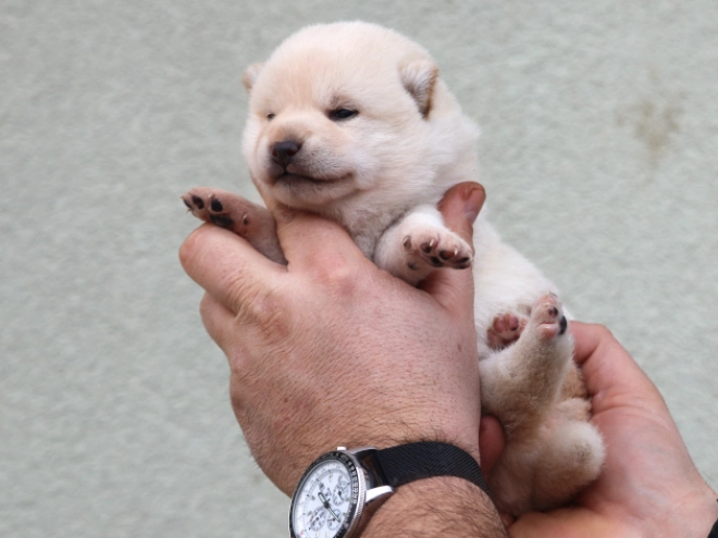 Perros Shiba Inu en venta