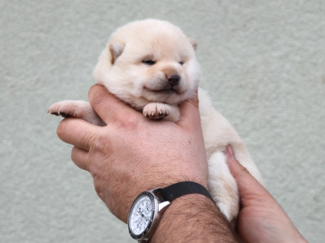 Perros Shiba Inu en venta