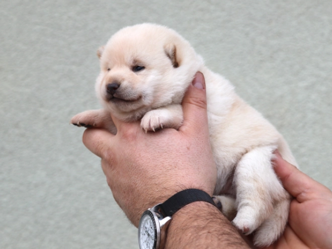 Perros Shiba Inu en venta