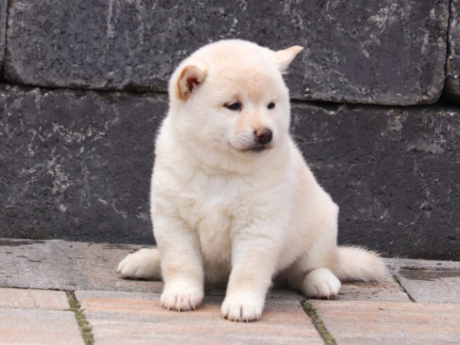 Perros Shiba Inu en venta