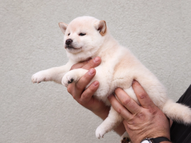 Perros Shiba Inu en venta