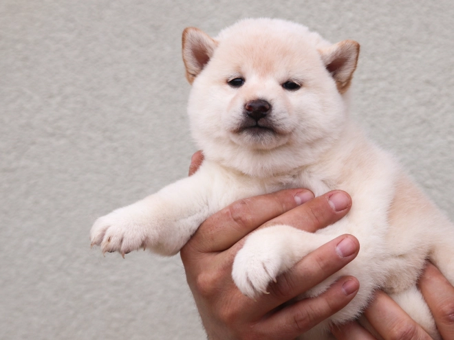 Perros Shiba Inu en venta