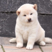 Perros Shiba Inu en venta