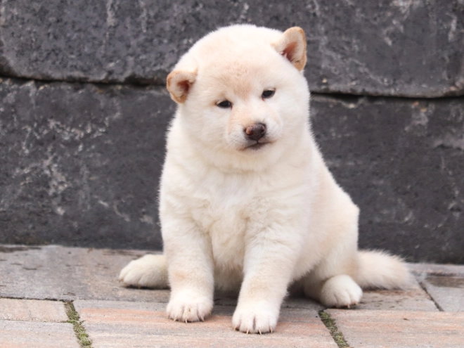 Perros Shiba Inu en venta