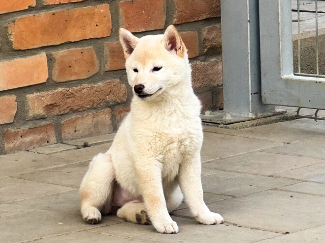 Perros Shiba Inu en venta
