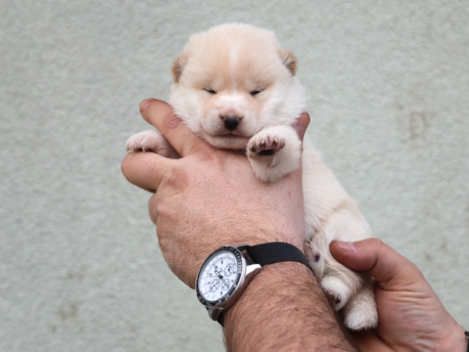 Shiba Inu Welpe zu verkaufen