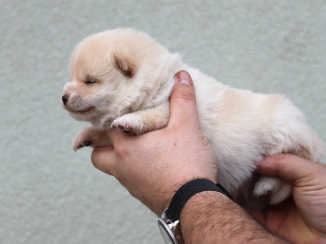 Shiba Inu Welpe zu verkaufen