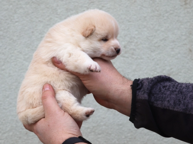 Shiba Inu Welpe zu verkaufen