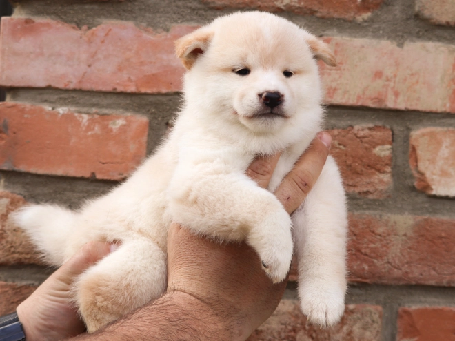 Shiba Inu Welpe zu verkaufen