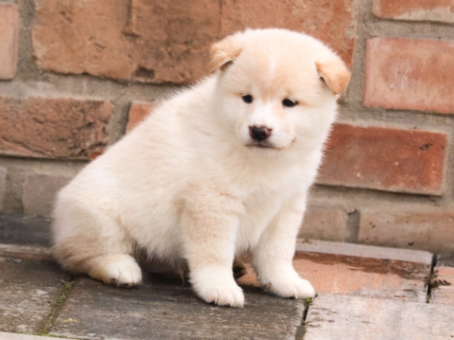 Shiba Inu Welpe zu verkaufen