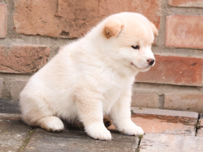 Shiba Inu Welpe zu verkaufen