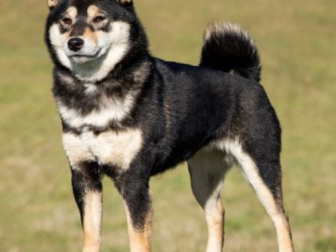 Shiba Inu Welpe zu verkaufen