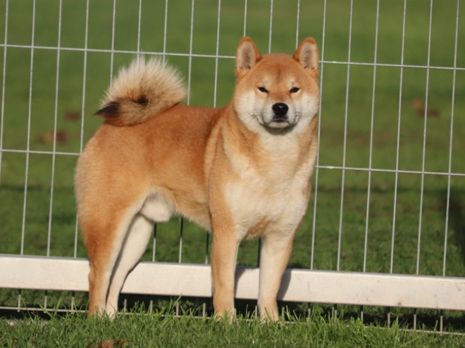 Shiba Inu Welpe zu verkaufen
